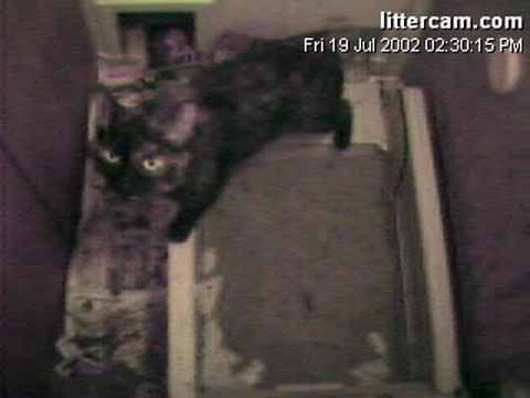 Welcome to LitterCam.com! Explosive Diarrhea: three years & counting!